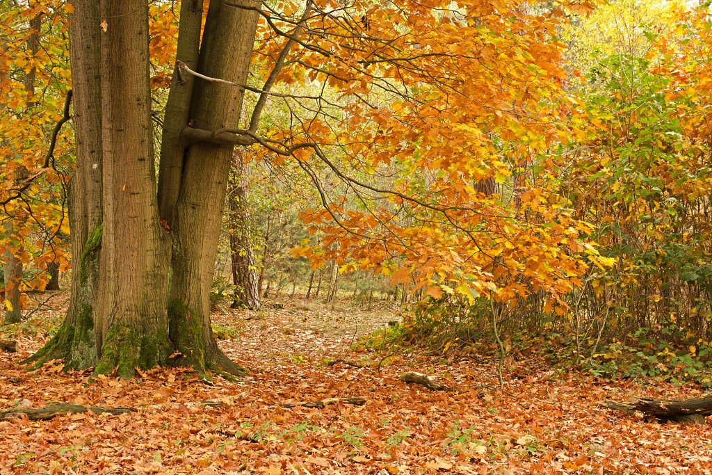 Oisterwijkse Bossen en Vennen Kampina natuurgebied natuur hdr oisterwijk Nationaal park Landschap Het Groene Woud hei heide bossen natuurmonumenten brabant